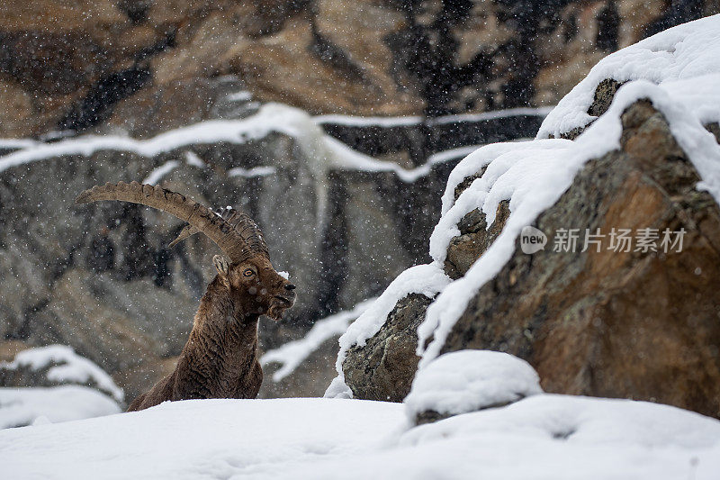 意大利valsavarenche Val D 'aosta的高山野山羊雄性在冬季下雪的环境中